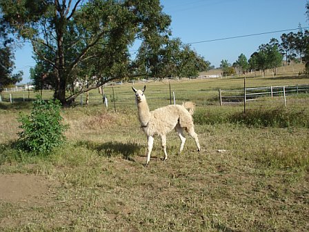 729279790307_0_alb.jpg