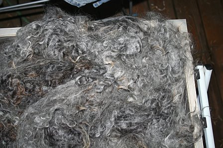 orig-grey-wool.jpg