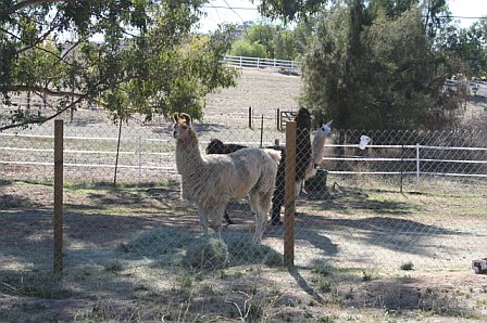 llama.jpg